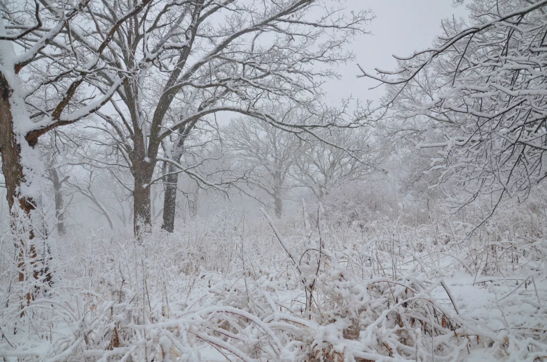 a thicket of trees and bushes covered in snow