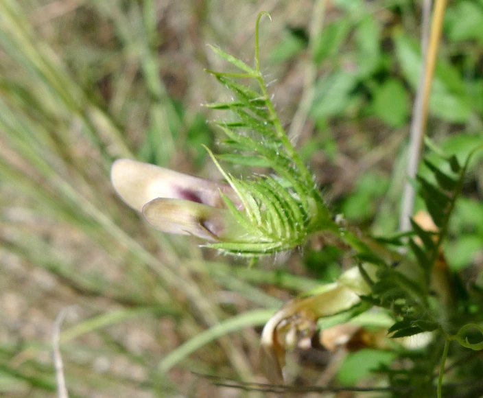 a bug crawling on a plant with some long green leaves