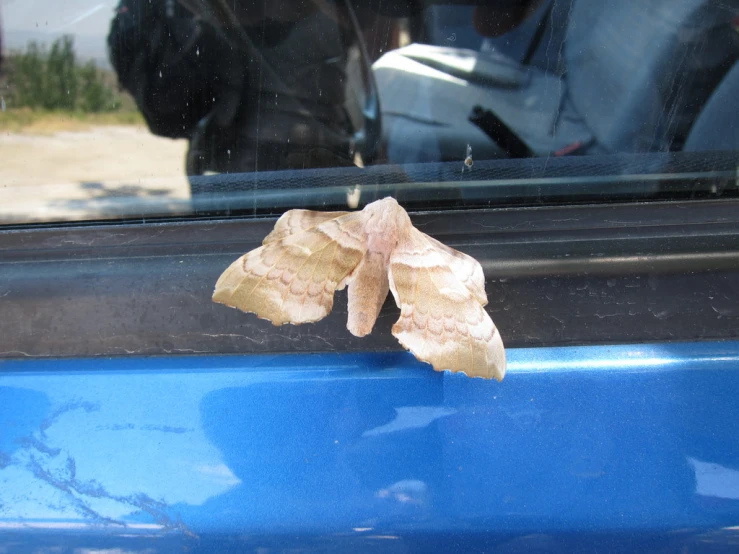 a moth in the window next to a door