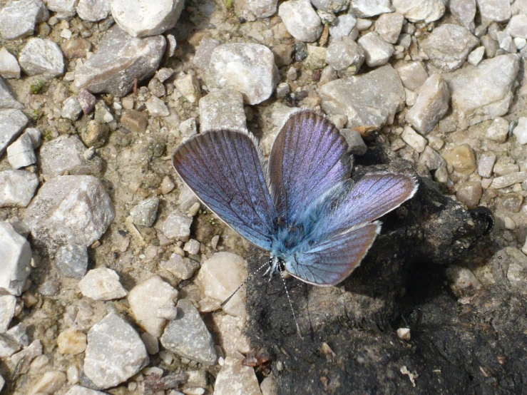 a small blue erfly sitting on top of some rocks