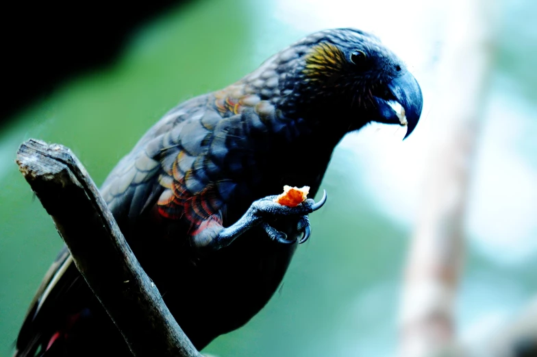 this is a bird perched on a nch and eating fruit