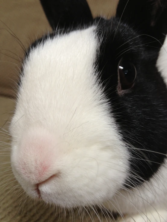 a very cute small rabbit sitting on a sofa