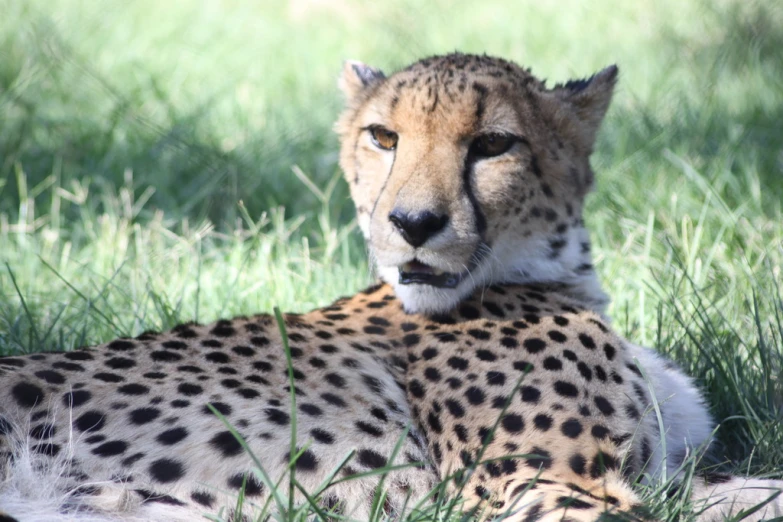 a cheetah rests on the ground in some long green grass