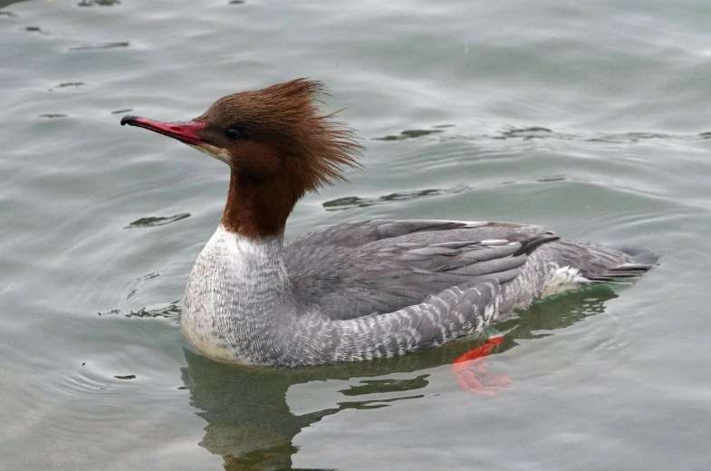 a bird in the water with hair in it's ear