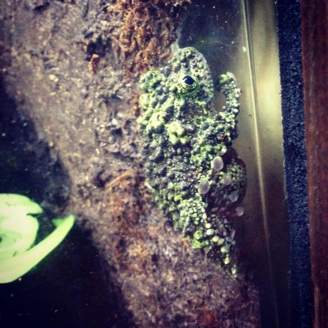 a green creature sitting next to a wooden wall