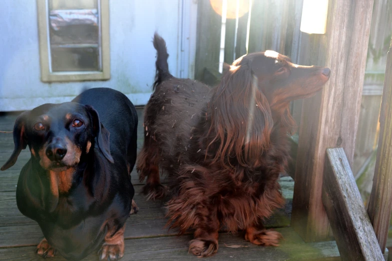 an old dachshund and another dachshund looking outside on the porch