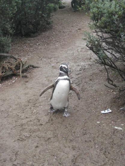 there is a penguin walking down the dirt road