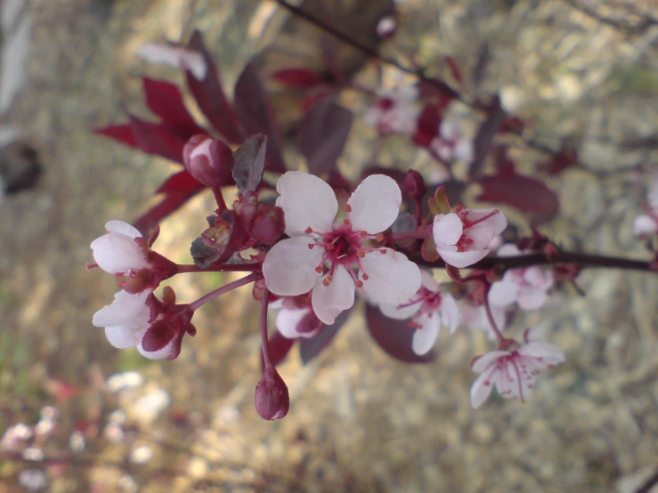 small pink flowers growing on a nch