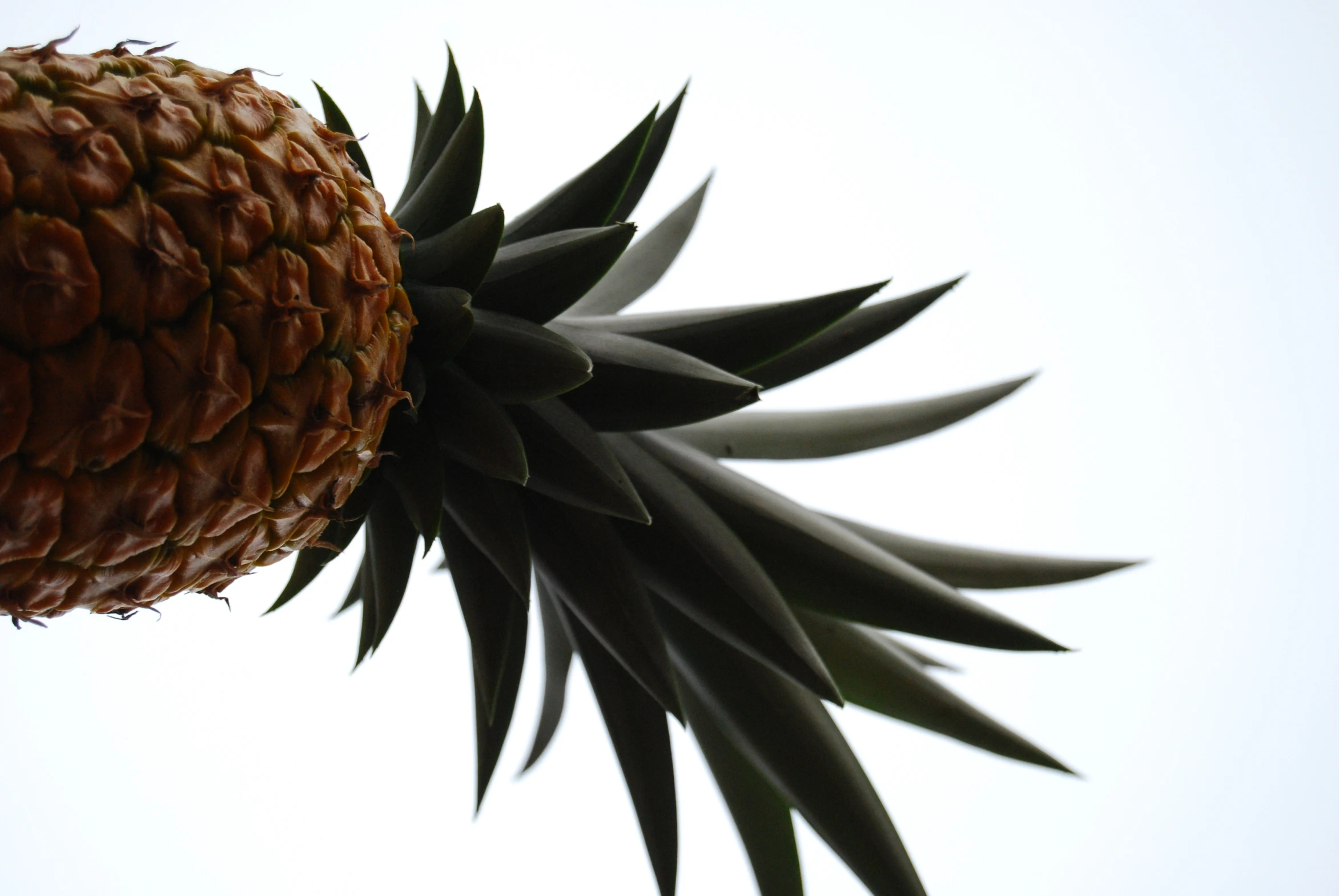 a large pineapple on a white background in the sunlight