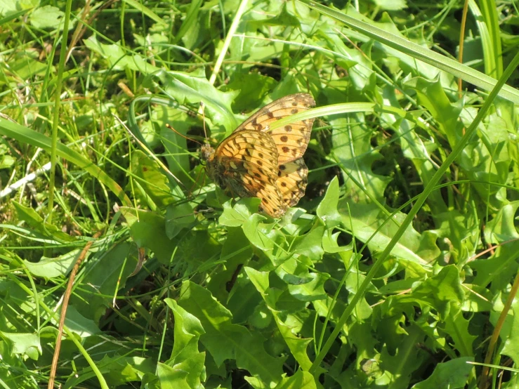 a erfly is standing on the grass and weeds