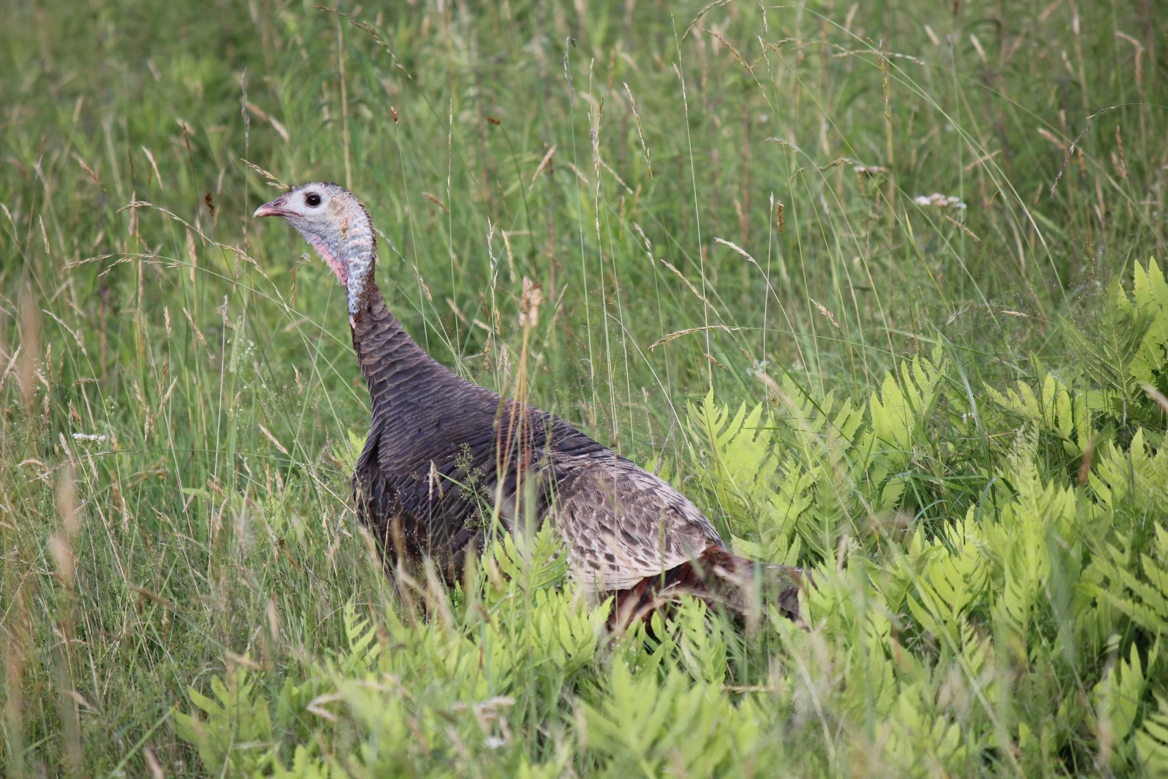 a bird in the grass staring out towards the ground