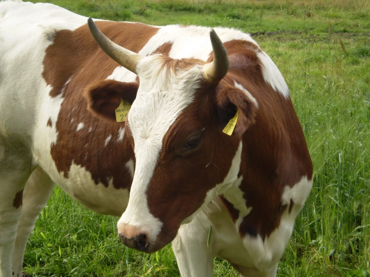 the cows are in the grass grazing in the field