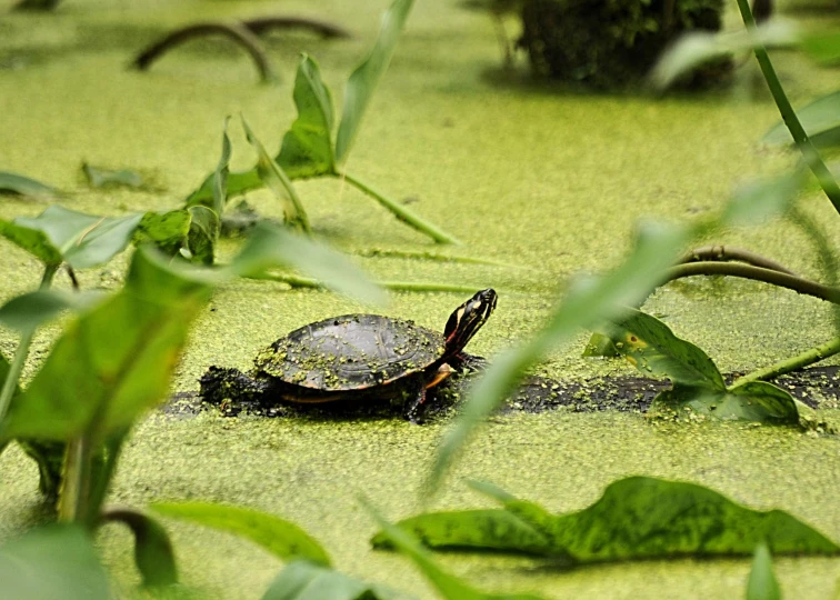 a turtle in a pond with plants in the background