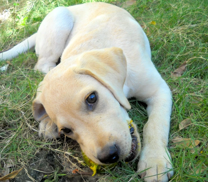 a light brown dog laying in grass with a ball in its mouth