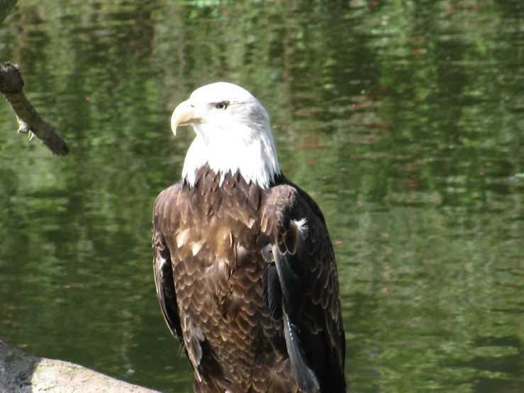 a eagle standing on top of a tree nch next to water