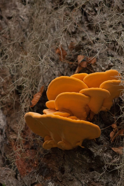 a cluster of orange mushrooms growing on a tree