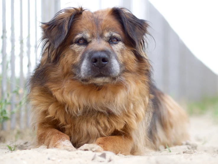 a dog laying in the dirt with his eyes shut