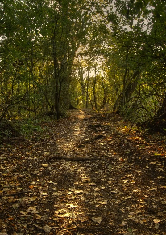 a path through some very pretty trees