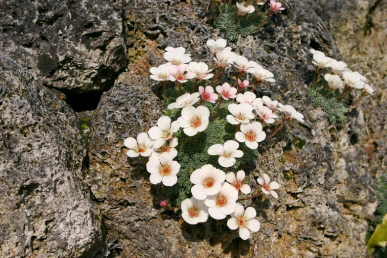 a plant on some rocks with little white flowers