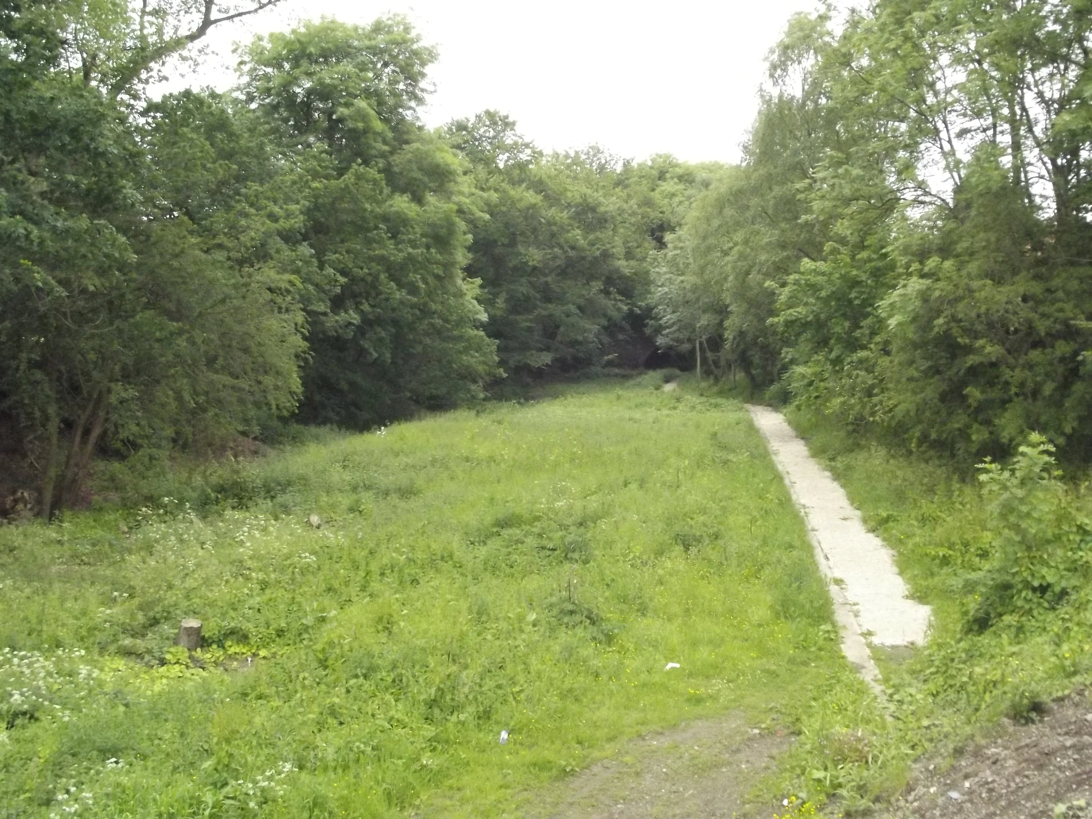 a narrow pathway is between two large trees