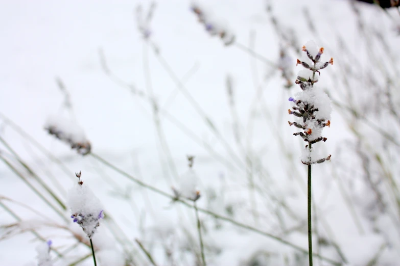 some snow that is on some plant stems