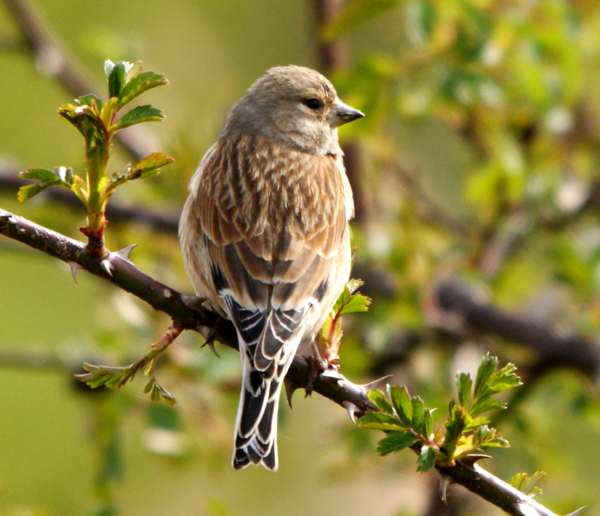 a bird sitting on a nch next to a tree