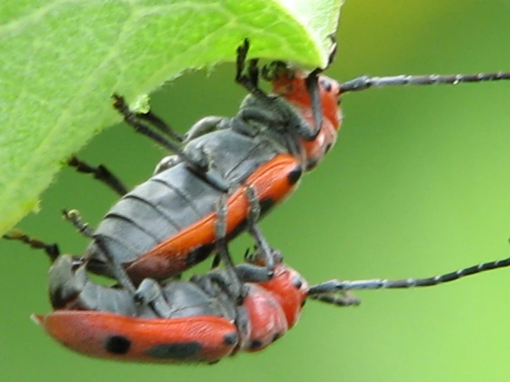 two colorful bugs mating on a plant leaf