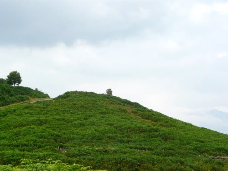 a grassy hill with a tree on top