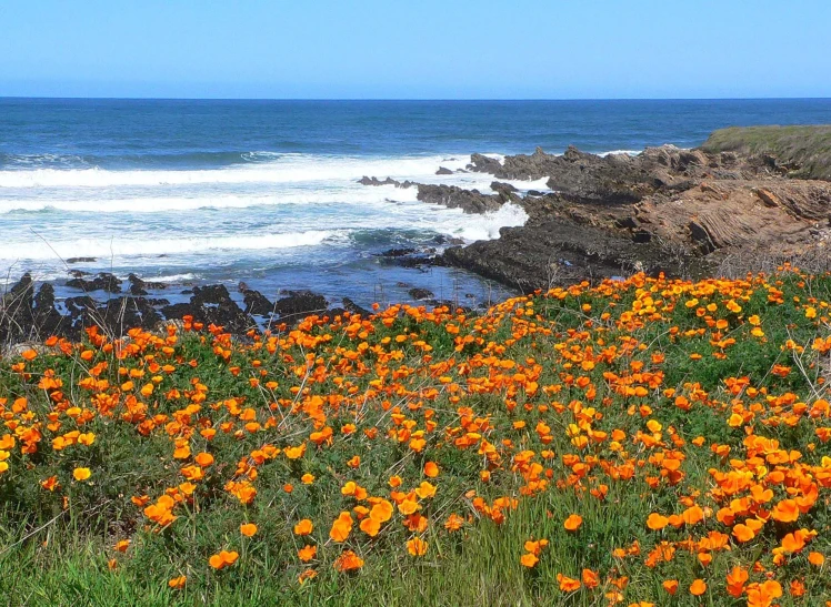 orange flowers line the coast of a rocky cliff