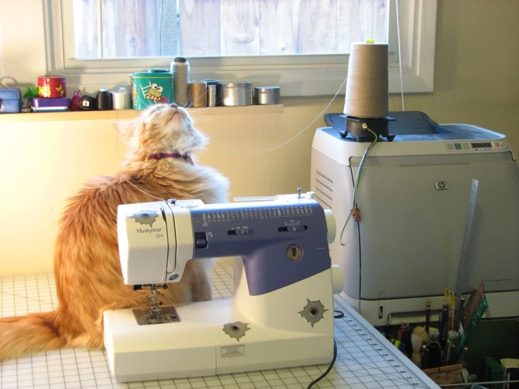 a cat sitting next to a sewing machine