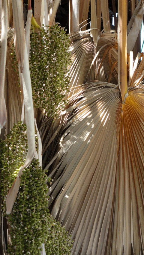 the palm fronds have some green leaves hanging from them