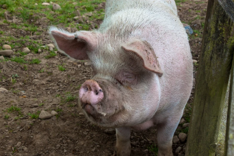 a pig that is looking over the fence