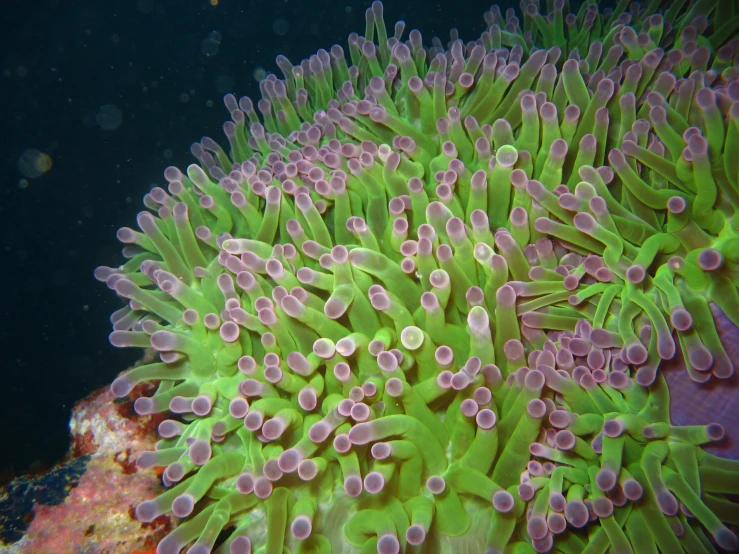 an octo with pink corals on its head on a seabed