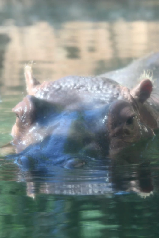 a hippo standing in the water and its head above the water
