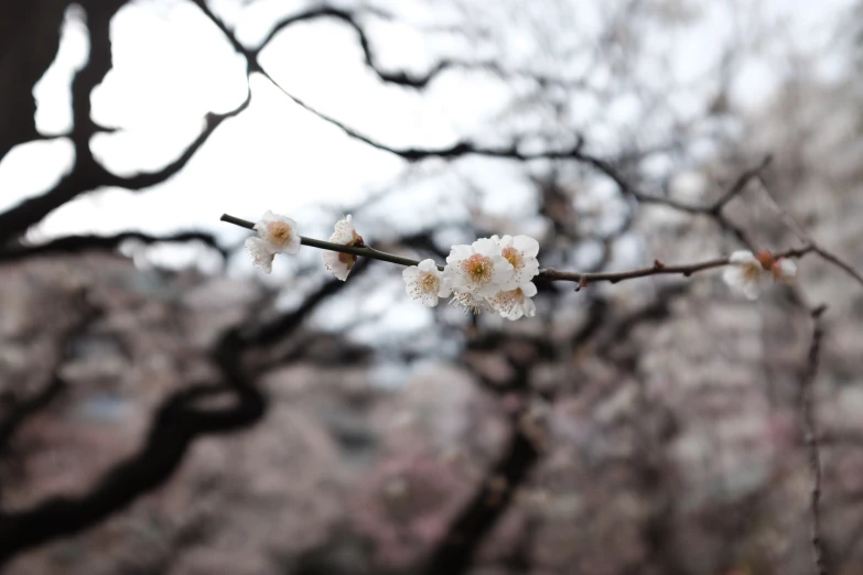 an image of a tree with flowers that are white and pink
