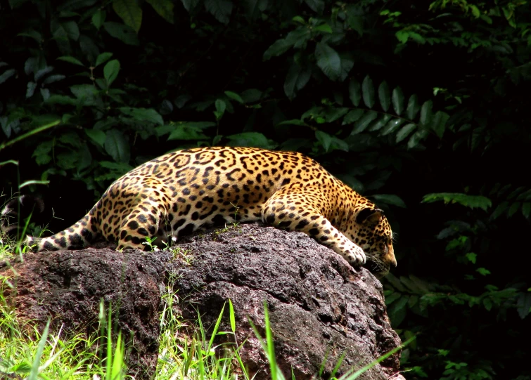 a close up of a person laying down near a tree