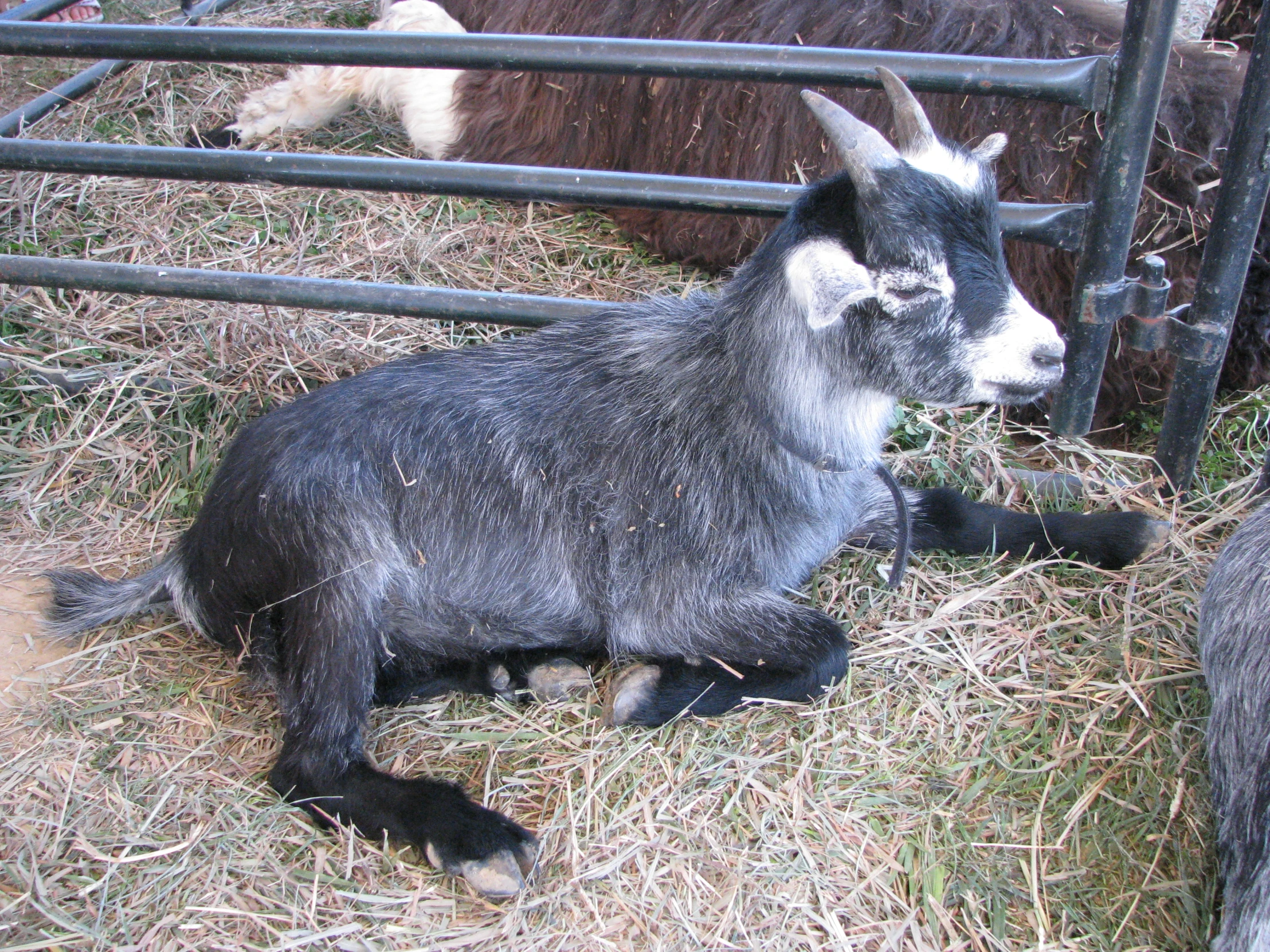 a gray goat is sitting in grass by a fence