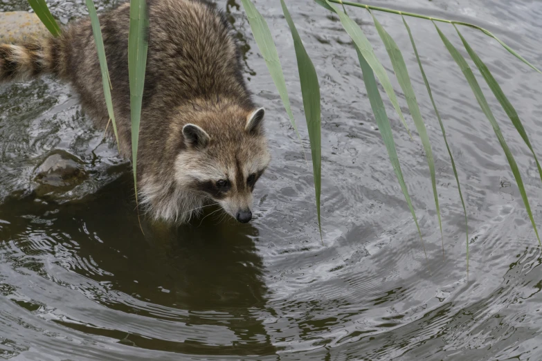 the rac is swimming and looking for food in the water