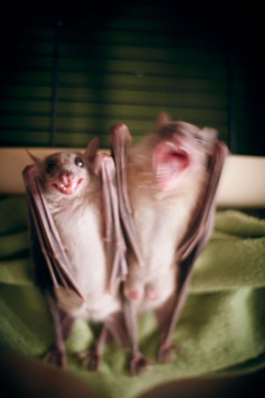 two small bats standing in front of a window