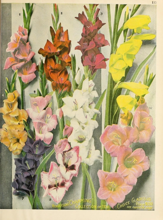 an old botanical postcard featuring flowers and grass