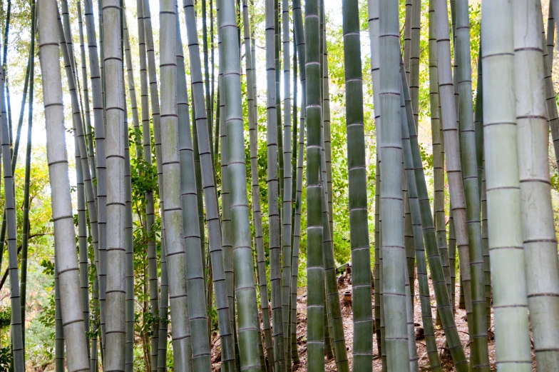 several tall bamboo trees in a forest with many nches