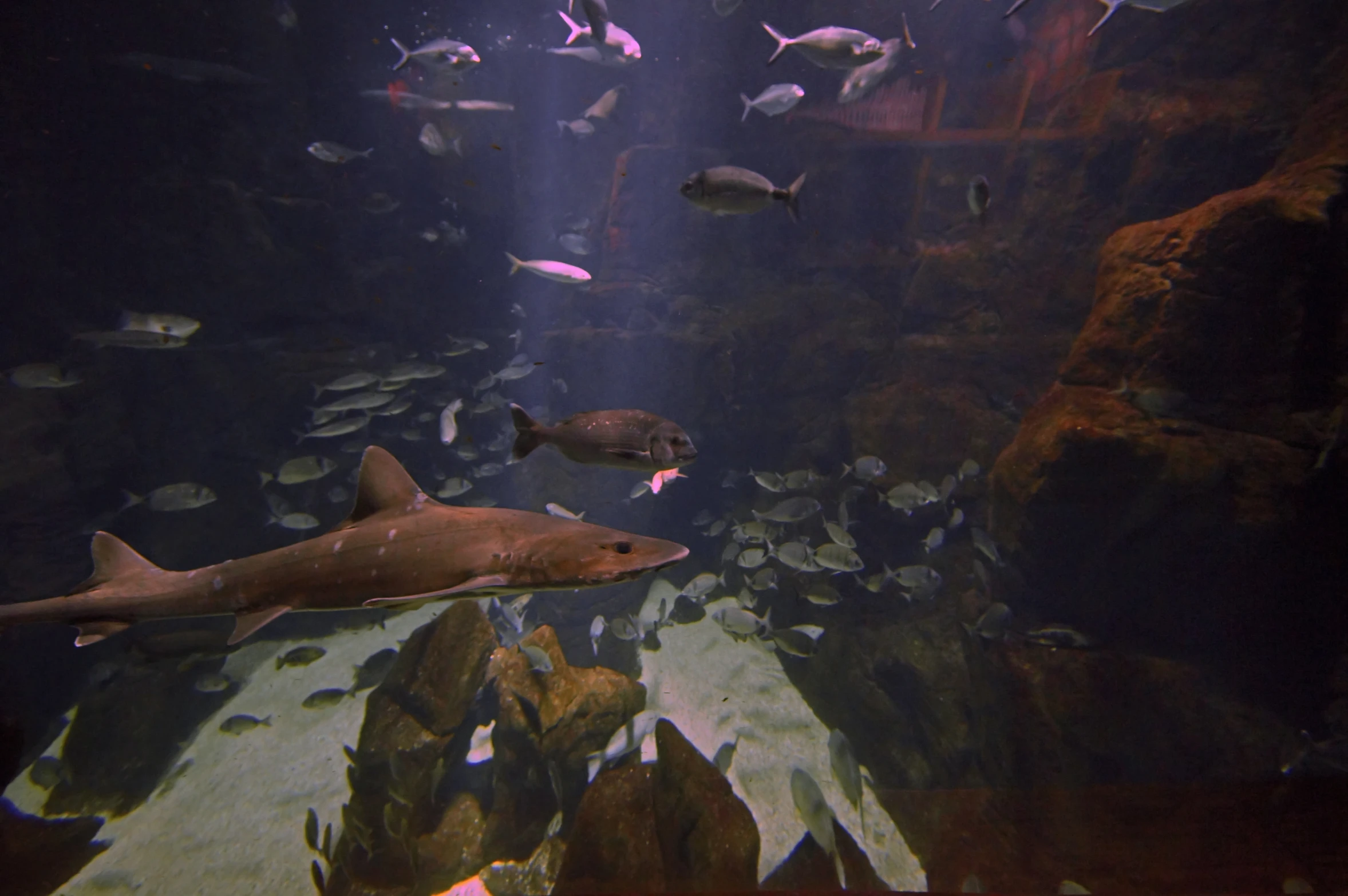 some fish swimming over a large body of water