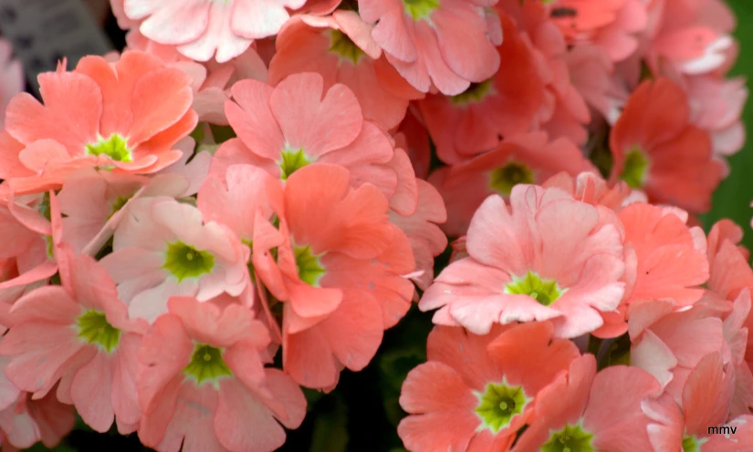 pink flowers with green tips, growing outdoors