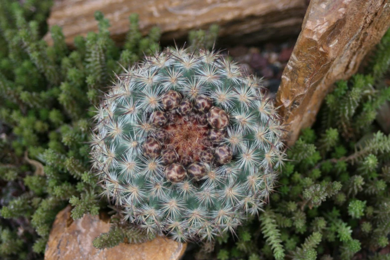 a small cactus plant is surrounded by leaves and rocks