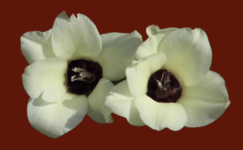 two white flowers on red background