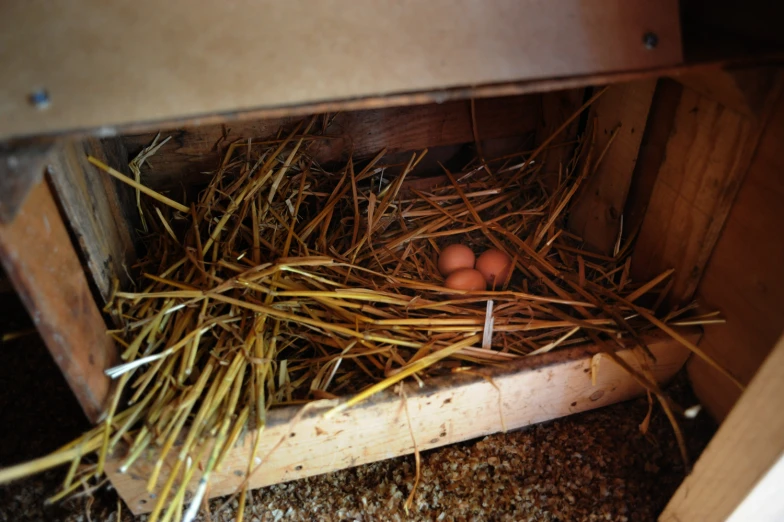 small birds in a wooden coop with hay and eggs