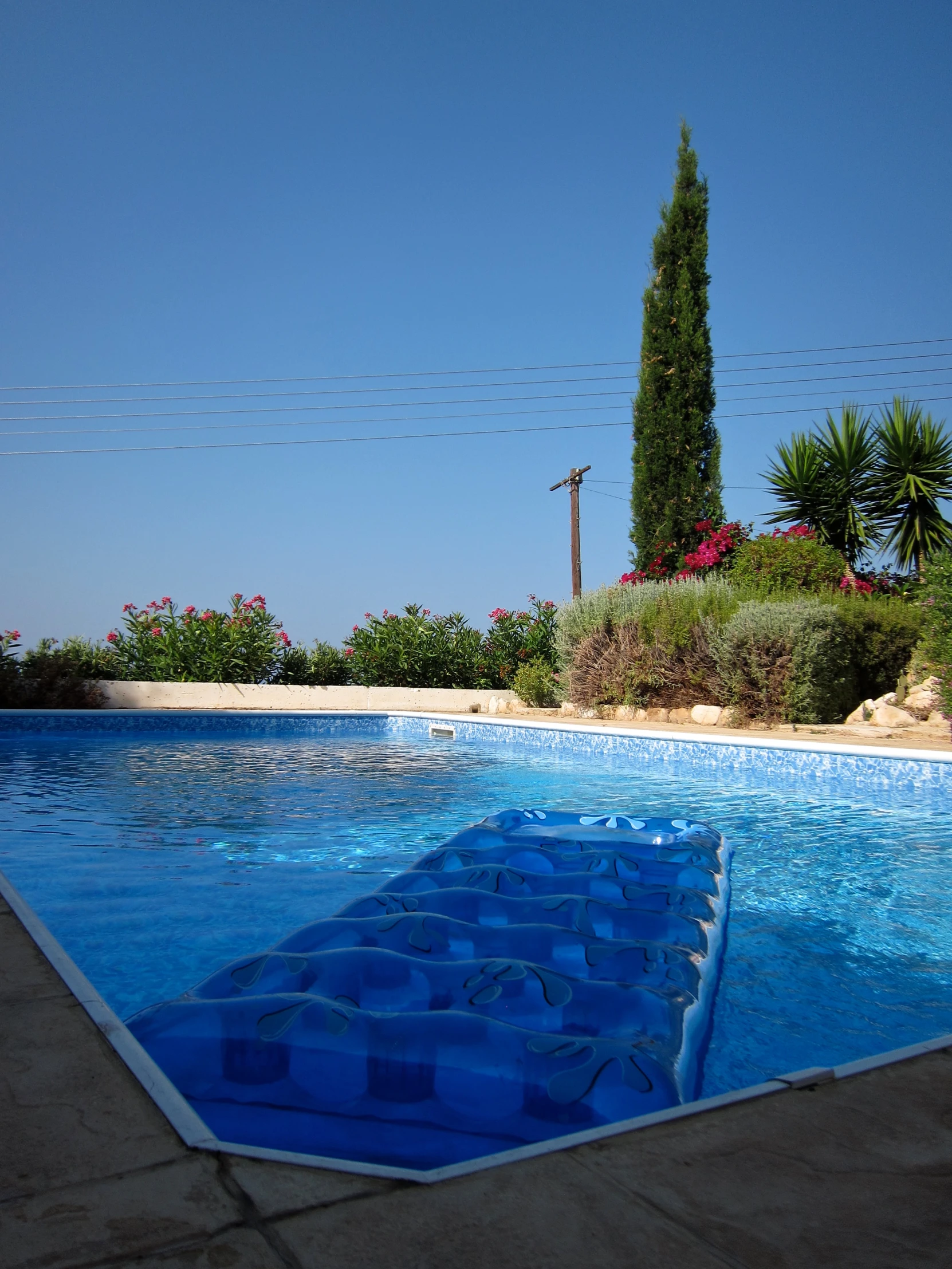 a large long pool surrounded by tall trees