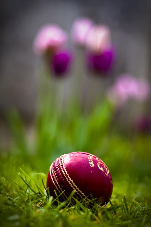 an old red cricket ball on some green grass
