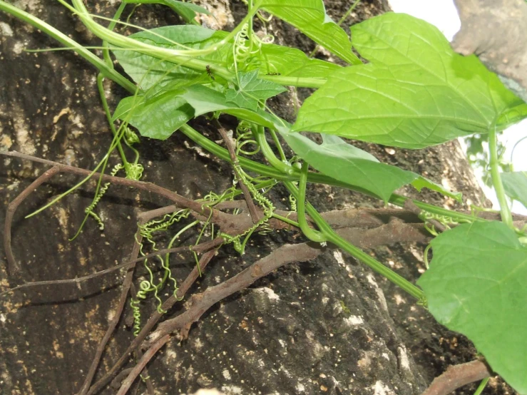 a nch covered with vines and leaves