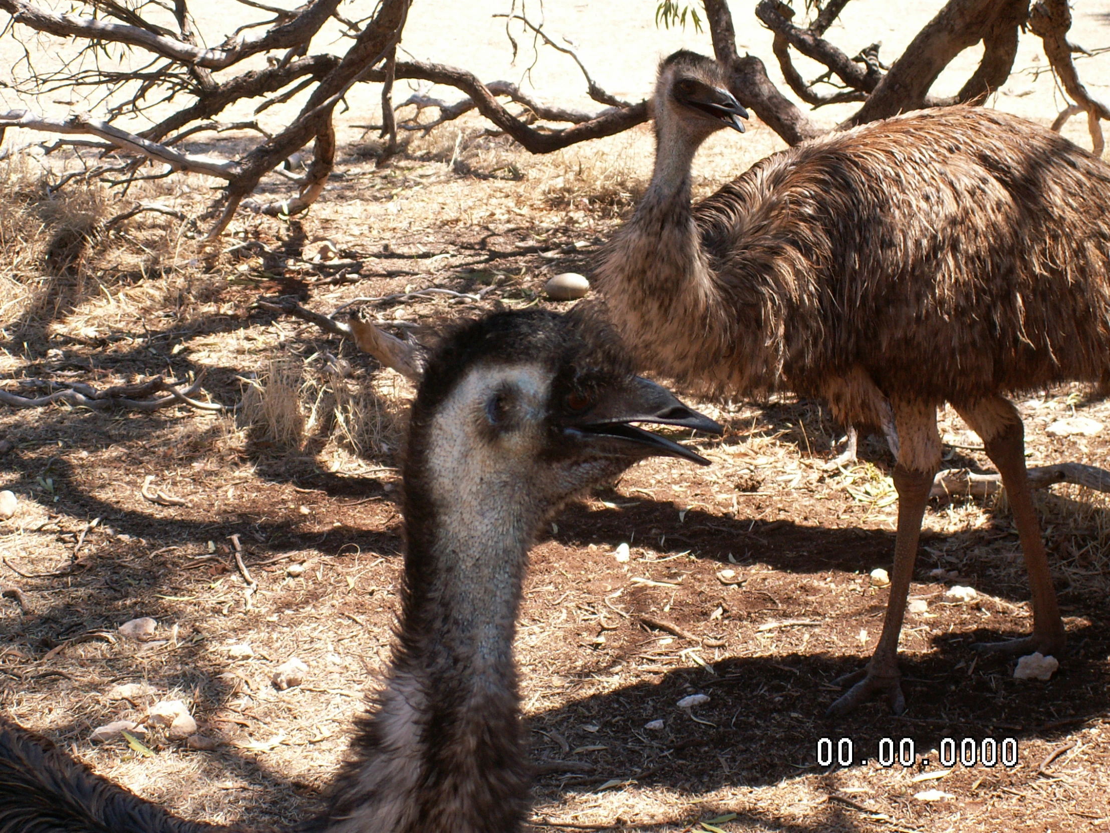 an ostrich with its head up is walking near a tree